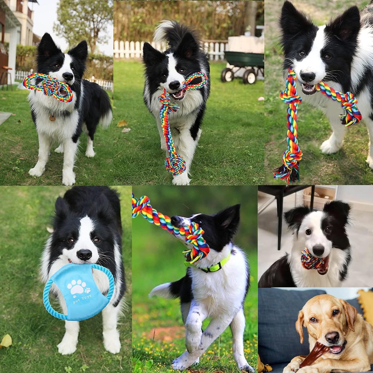Dog toys medium
